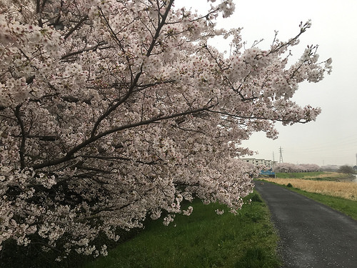 スロージョグとLSD  青い自転車とどこまでも